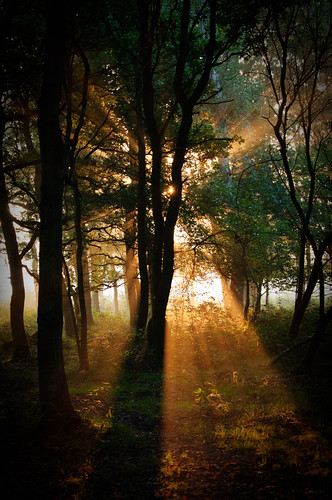 morning flowers trees light sun sunlight forest sunrise woods nikon d90 nikond90