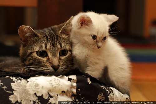 snowball & babykitty sharing a kitty bed
