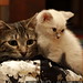 snowball & babykitty sharing a kitty bed