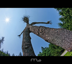 Hello Mr. Tree Dude (Explored)