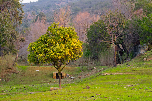 chile verde green rural atardecer colores pasto árbol campo valparaíso quilpué margamarga awardflickrbest