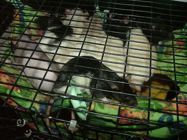 Group Shot! LilSpa&#039;z rescue rattums on their Playhouse