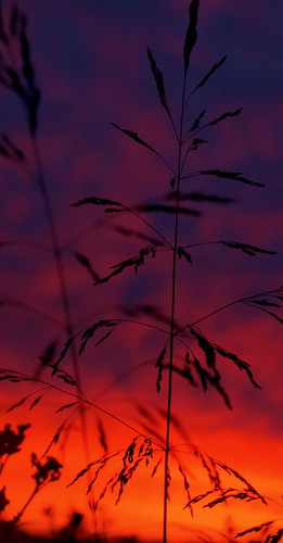 sunset red sun garden denmark olympus dk silhuette e510 silhuettes hjeds
