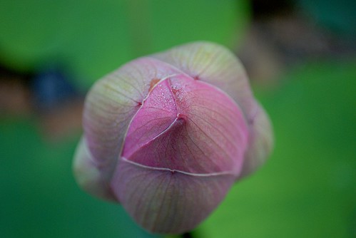 morning flower japan sunrise lotus aomori 日本 花 青森 朝 蓮 猿賀神社