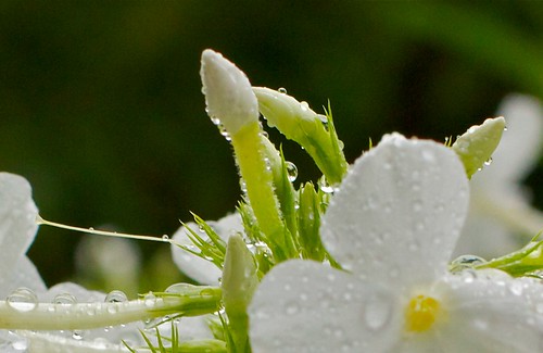 flowers white macro nature raw kingdom raindrops fragile homegarden 50mm114 excapture canoneos550d