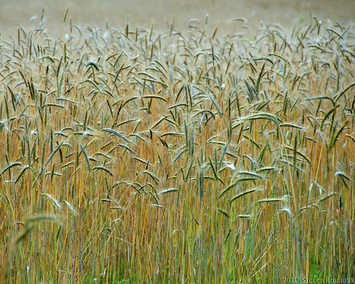 gold wheat grasses wheatfield nikon18200mm summergold