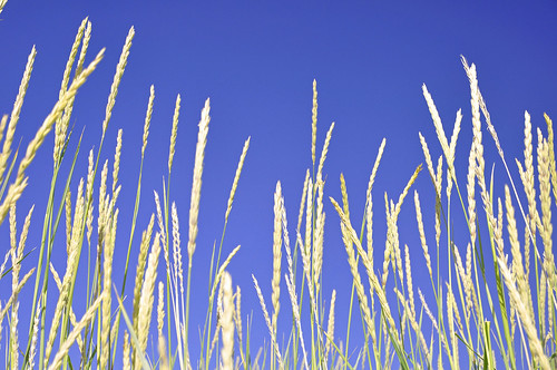 blue summer grass silhouette colours arctic gress sandhornøy gildeskål
