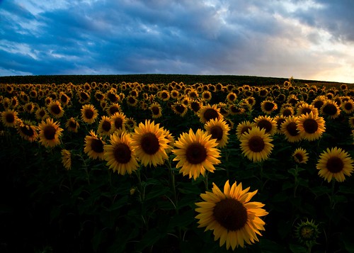 france field dusk sunflower