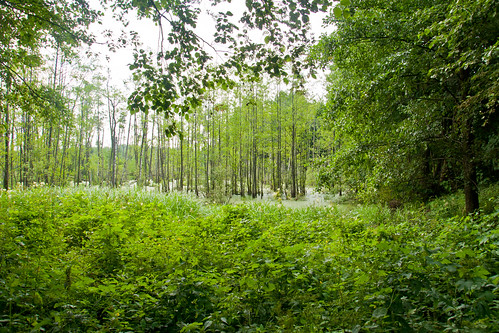 summer nature sony lithuania vasara lietuva gamta aukštaitija sal16105 vietovės kamastosžiedas kamastaring