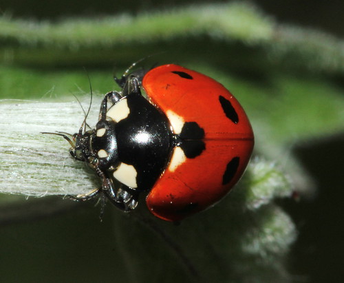 7 Spot Ladybird Face 8076