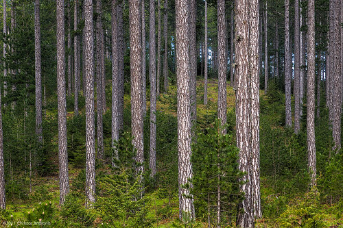 trees pine forest dark outdoors greece