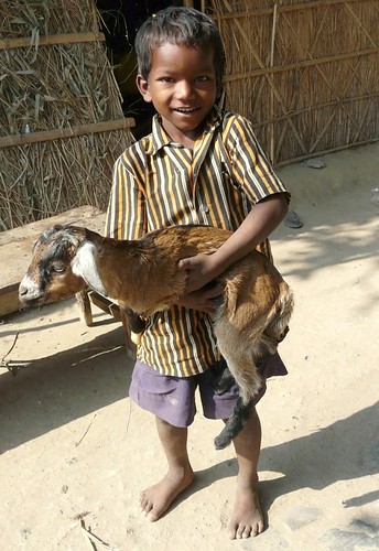boy portrait india animal kid goat kambing anak bihar binatang bateshwarsthan