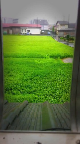 storm japan japanese video wind ricefield typhoon iphone 2011 maon iphoneography thecocteautwins daveweekes