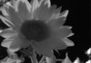 Sunflowers Infrared Pinhole 850nm - N(2)