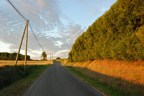 road trees france nature sunrise champagne campaign