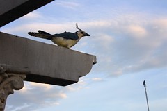 White-throated Magpie-Jay / Urraca hermosa cariblanca