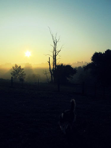 county morning dog sun mist tree fog sunrise dead kentucky wren humid garrard 058365 project36612011 3652011 july262011