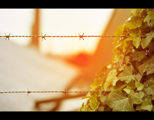 sunset rooftop leaves fence 50mm leaf bokeh hff day323 project365 323365 sigma50mmf14exdghsm happyfencefriday