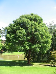 Papieresdoorn (Acer griseum) - Parc Floral d-Apremont - Apremont-sur-Allier {juli 2011} - Photo of Germigny-l'Exempt
