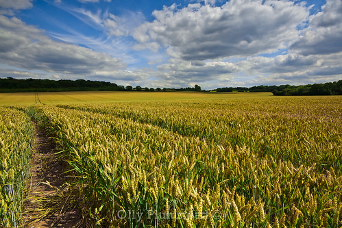 green field lines yellow rural canon landscape golden countryside kent horizon mount crops flowing olly leading plumstead chelsfield 450d godington