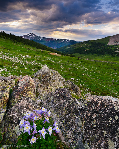 flowers sunset sun mountain mountains flower colorado columbine summitcounty mayflowergulch