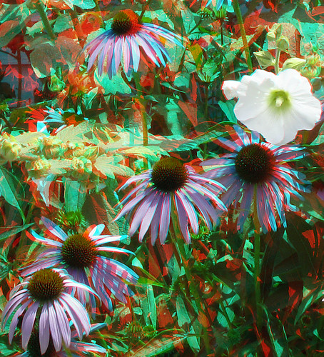 flowers stereoscopic stereophoto coneflowers scenic anaglyph iowa anaglyphs moorhead redcyan 3dimages 3dphoto 3dphotos 3dpictures stereopicture