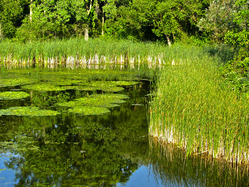 summer nature birds landscapes michigan wildlife wetlands milford 2011 kensingtonmetropark