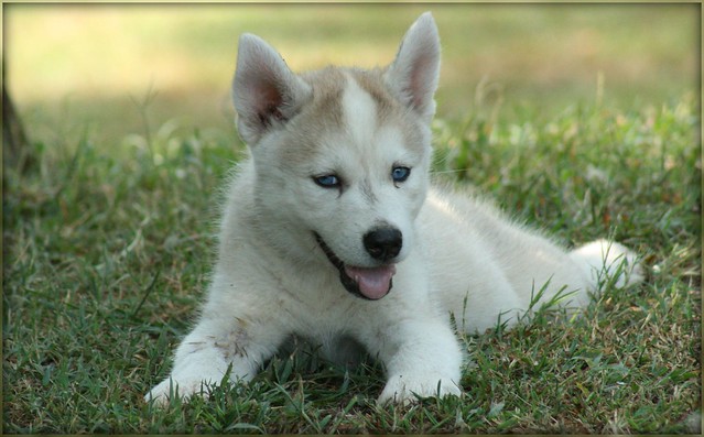 Gypsy the Wolf-Dog Puppy with Blue Eyes - IMG_4948 - PICNI… | Flickr ...