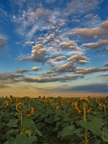 summer sky cloud hungary sunflower felhő napraforgó nyár égbolt csorna olympuse520
