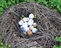 Swan River Bird's Nest