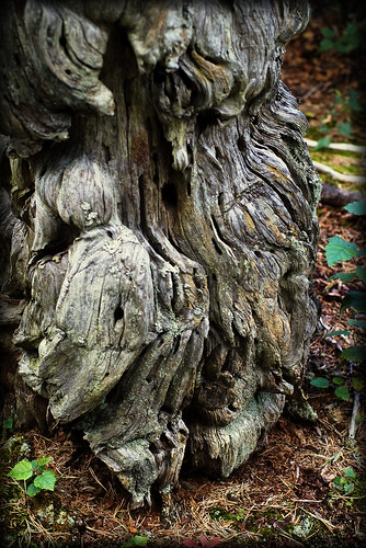 tree magic toothache träd torpa trollträdet tandvärk
