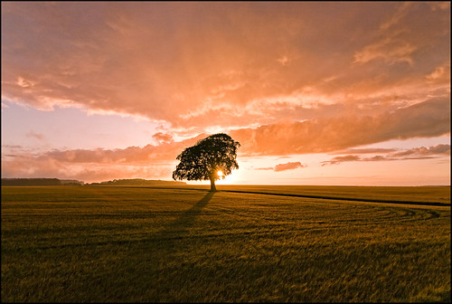 sunset tree field rain silhouette clouds dark evening long alone moody shadows cotswolds gloucestershire lond crops beech distant expanse