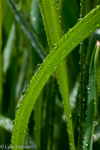 macro drops grasswater