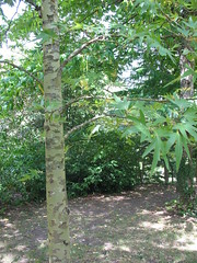 Platanus orientalis 'Digitata' - Parc Botanique du Prieuré d'Orchaise - Orchaise