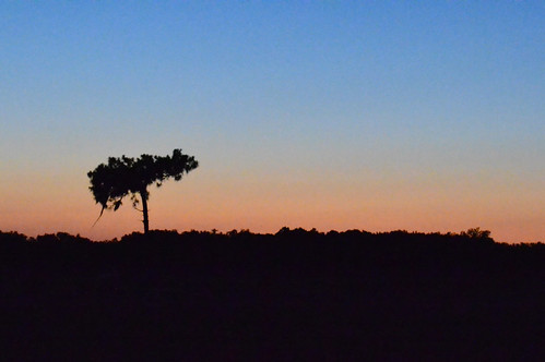 sunset tree field farm
