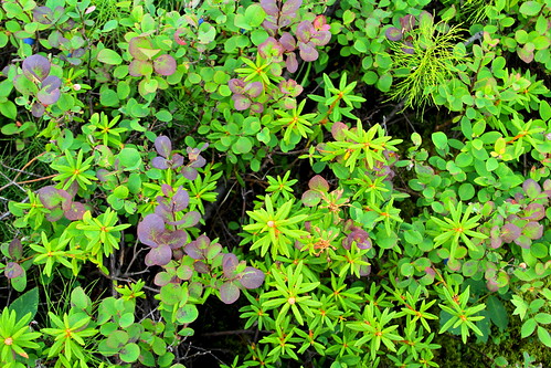 red leaves forest labrador floor tea blueberries boreal horsetail