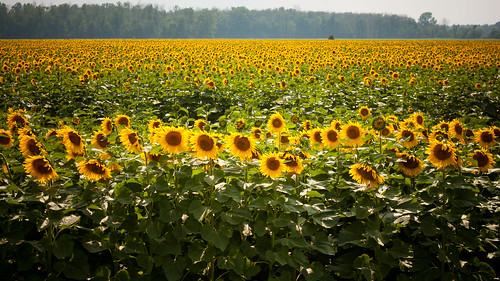 summer ontario canada flower green field yellow august sunflowers bloom blenheim mull southwestern chathamkent