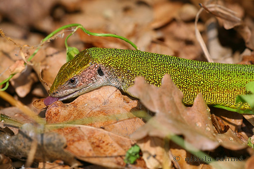 macro nature naturallight animation handheld greenlizard reptilia canoneos5d sauria lacertidae sigma180mmf35hsmifmacro