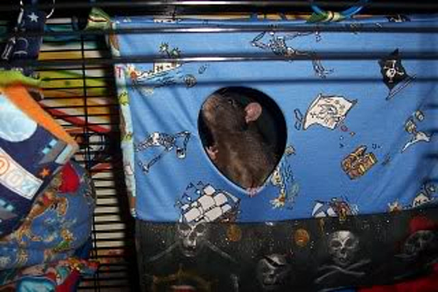 Cassie&#039;s Rats explore their new Pirates Playhouse