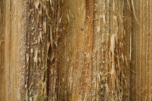 pine woodgrain loblollypine pinesap