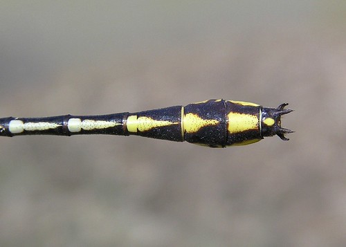 insect dragonfly clubtail odonata anisoptera gomphidae plainsclubtail gomphusexternus