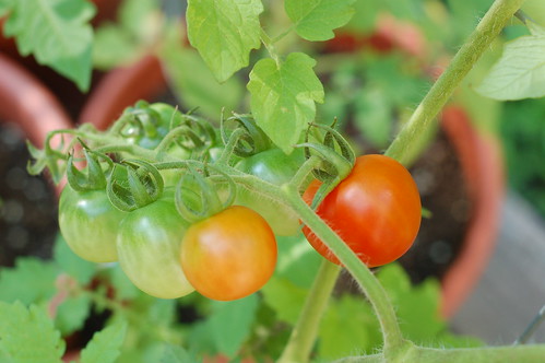First ripe cherry tomatoes in our garden by Eve Fox, Garden of Eating blog, copyright 2011