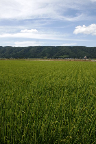 rice fukui