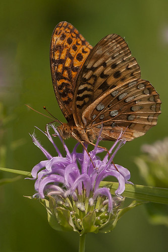 ohio butterfly cleves mitchellmemorialforest