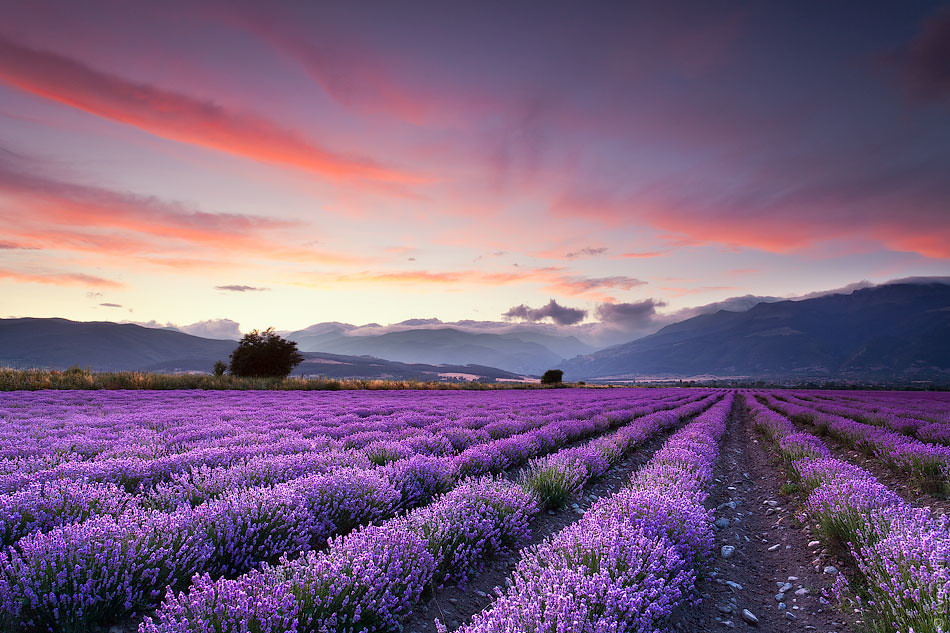 Lavendel in Bulgarien (Foto: evgeniivanov.com/flickr)