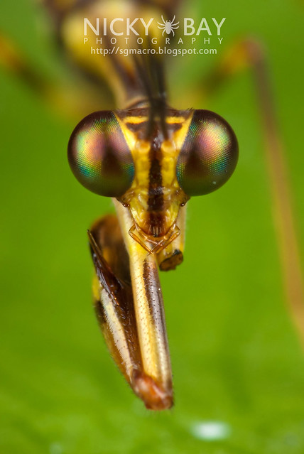Portrait of a Mantisfly (Mantispidae) - DSC_0326