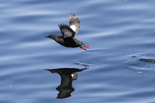 bird nature fauna flight breeding gaspe blackguillemot faunainmotion naturelover2007 ♥naturelover♥