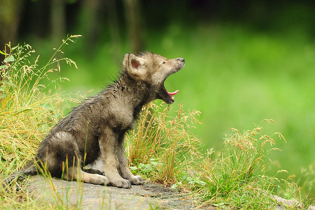 Baby Timber Wolf Yawning | Flickr - Photo Sharing!