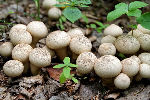 nature canon mushrooms mygearandme