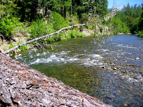water river fallentrees willamettenorthfork